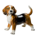 Boxer Бигль