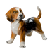 Boxer Бигль