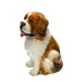 Boxer Сенбернар